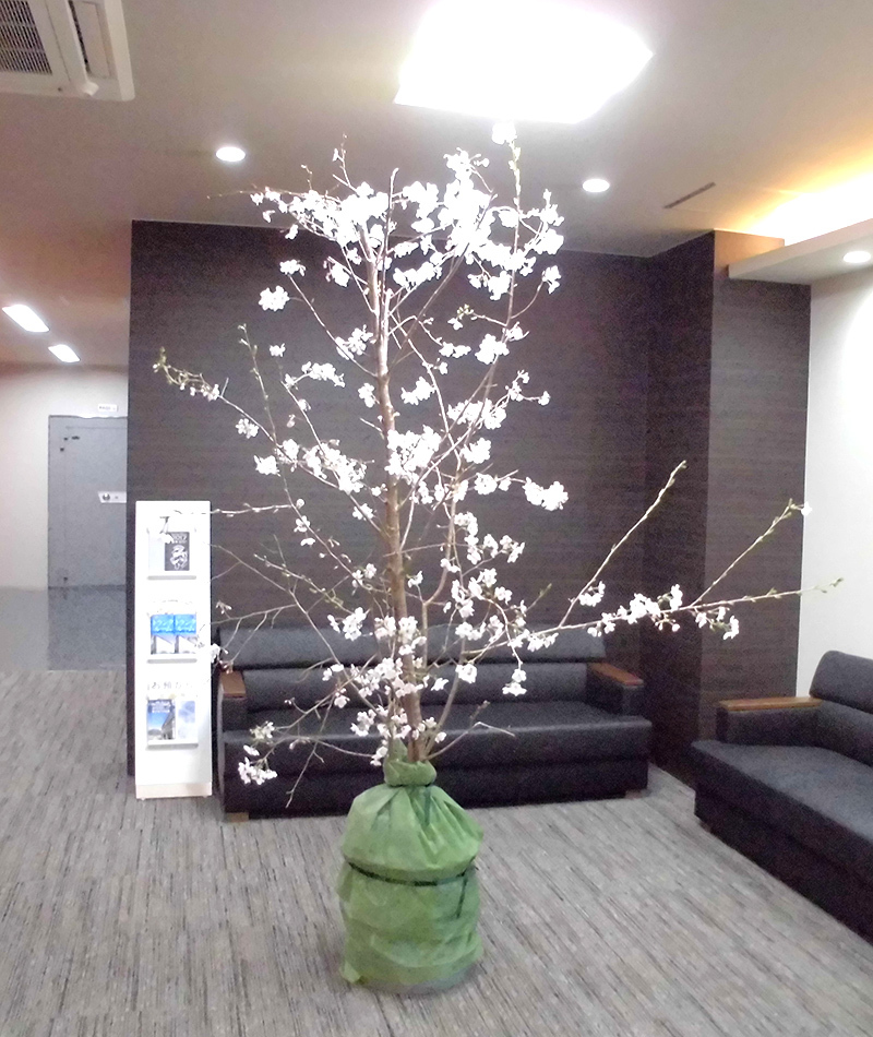 桜